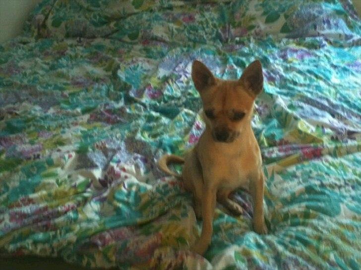 Chihuahua Aimee's Diesel-solgt feb 12 - sommer 11 billede 2