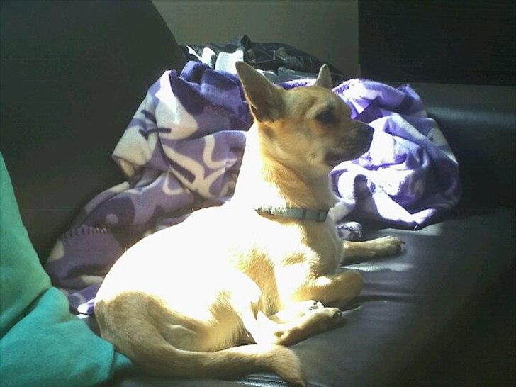 Chihuahua Aimee's Diesel-solgt feb 12 - billede fra sommer 11  billede 1