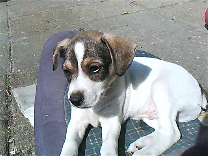 Dansk svensk gaardhund Rex billede 1