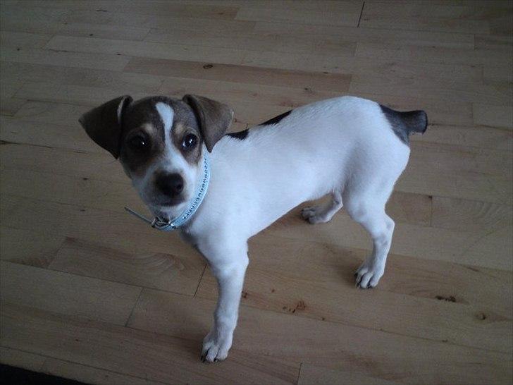 Dansk svensk gaardhund Rex - født uden hale, fra hans far. Men dog chamerene alligevel. :P billede 4