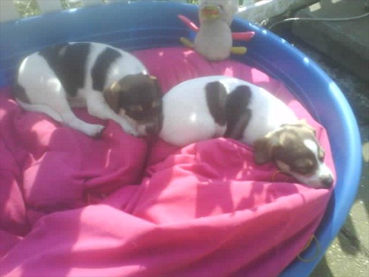 Dansk svensk gaardhund Rex billede 5