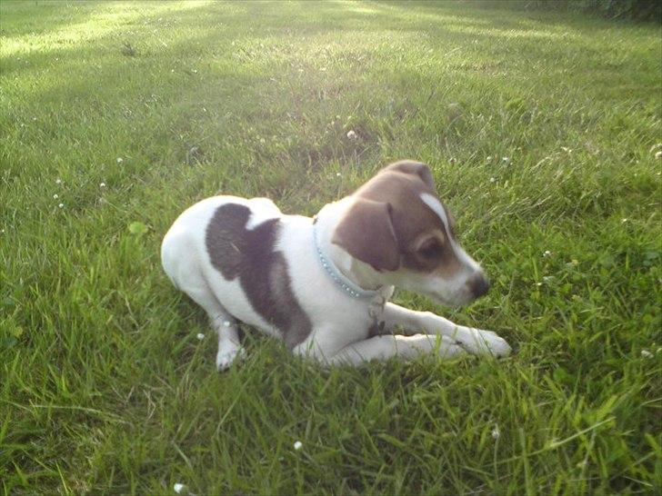 Dansk svensk gaardhund Rex billede 6