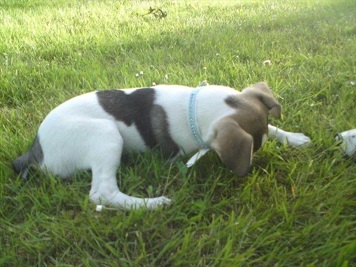 Dansk svensk gaardhund Rex billede 7