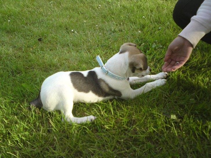 Dansk svensk gaardhund Rex billede 8