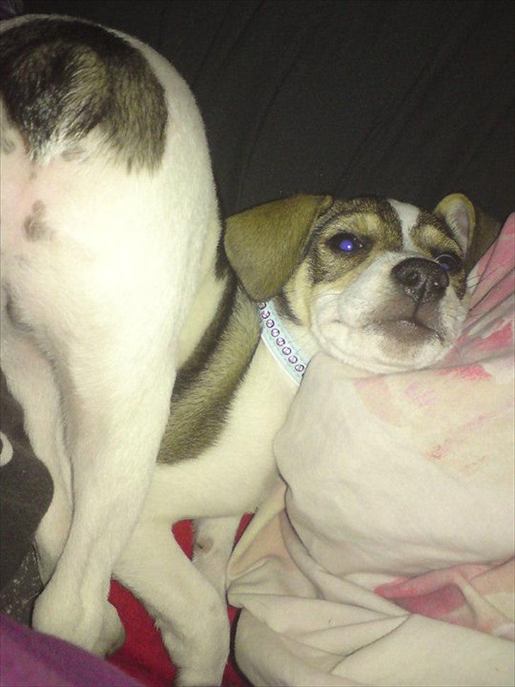 Dansk svensk gaardhund Rex billede 2