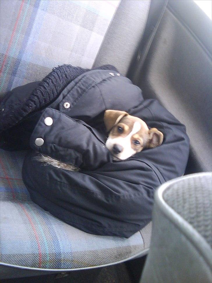 Dansk svensk gaardhund Rex billede 3