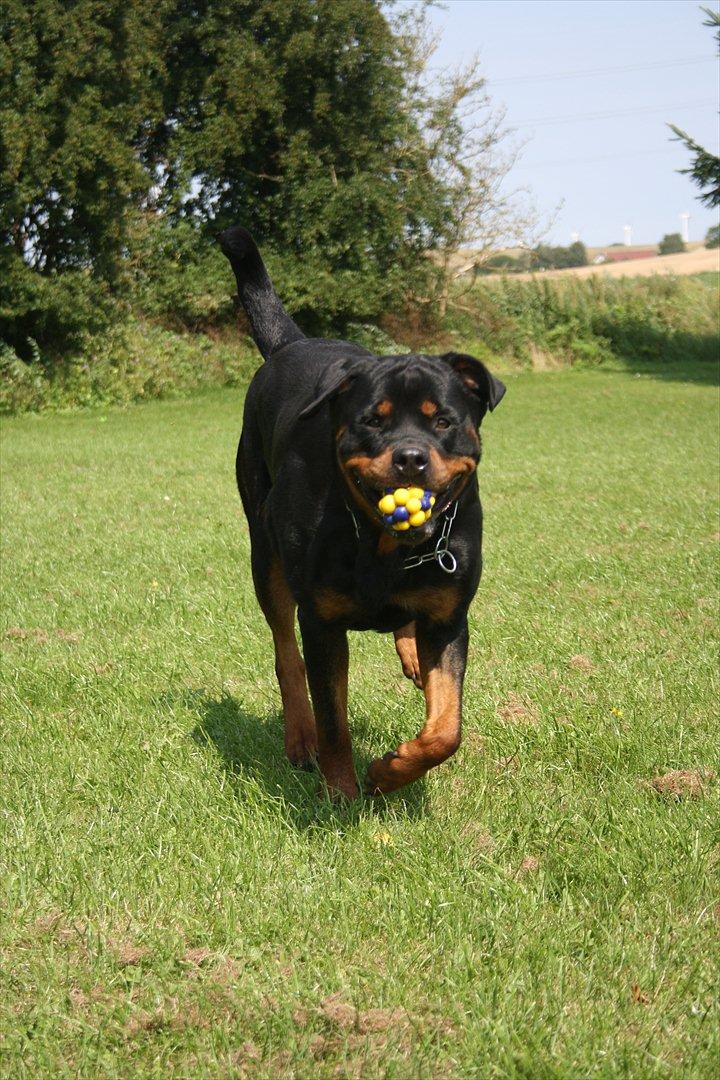 Rottweiler Haiki´s Aica - Aica, 28 mdr: billede 3