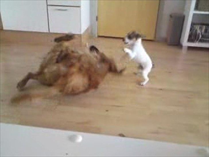 Dansk svensk gaardhund Rex - Jeg føler mig stor og farlig! :D <3  billede 9