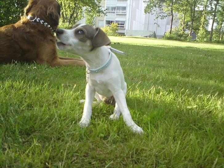 Dansk svensk gaardhund Rex billede 10