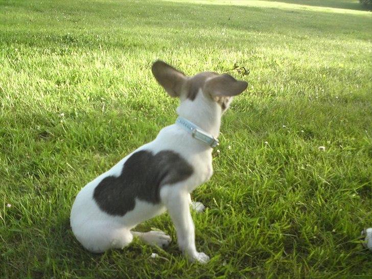 Dansk svensk gaardhund Rex billede 11