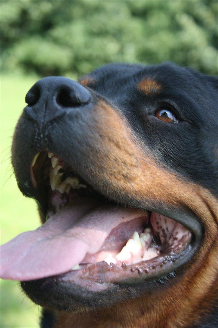 Rottweiler Haiki´s Aica - Aica, 28 mdr: billede 5