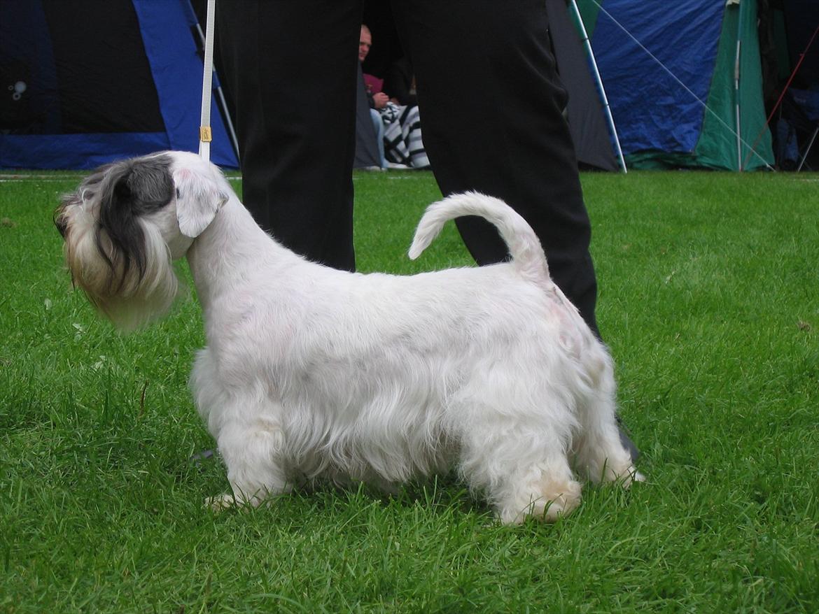 Sealyham terrier Sojus Ladybird - Clara Vejen 2011 billede 11