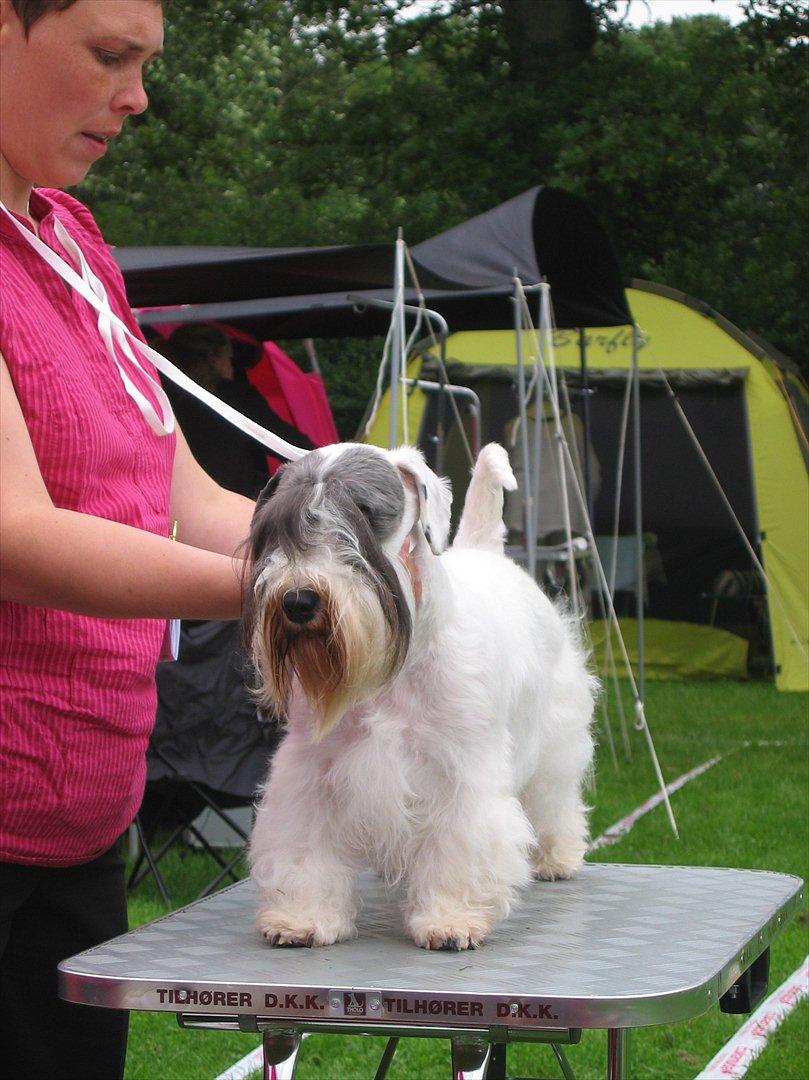 Sealyham terrier Sojus Ladybird - Clara Vejen 2011 billede 12