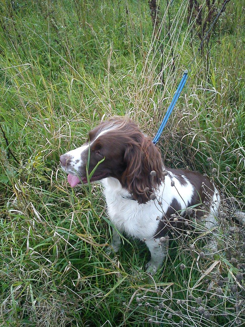 Field Trial spaniel Sille billede 8