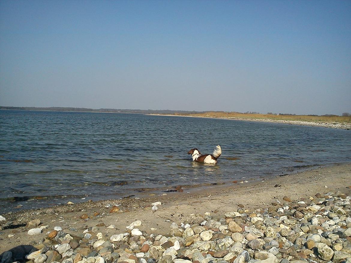 Field Trial spaniel Sille billede 9