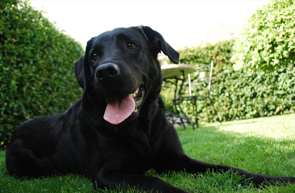 Labrador retriever Bobby*R.I.P.* - Bobby nyder skyggen i haven 3/8-11 billede 12