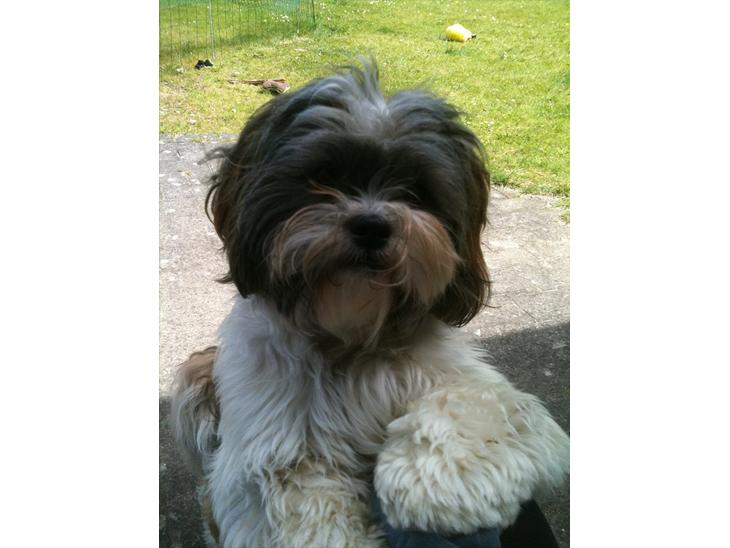 Shih tzu Franco billede 1