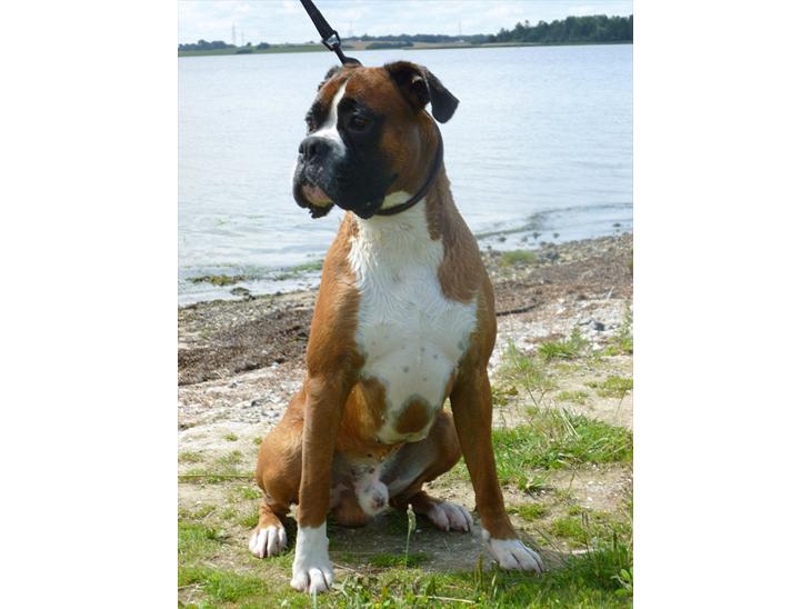 {{currentPhoto.altText}} billede {{currentPhoto.number}}