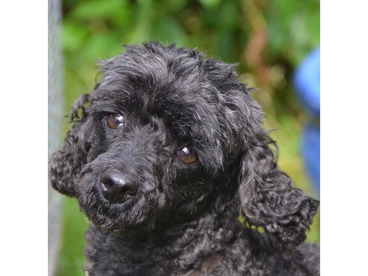 Dværgpuddel Max - Velkommen til Max` profil:) billede 1