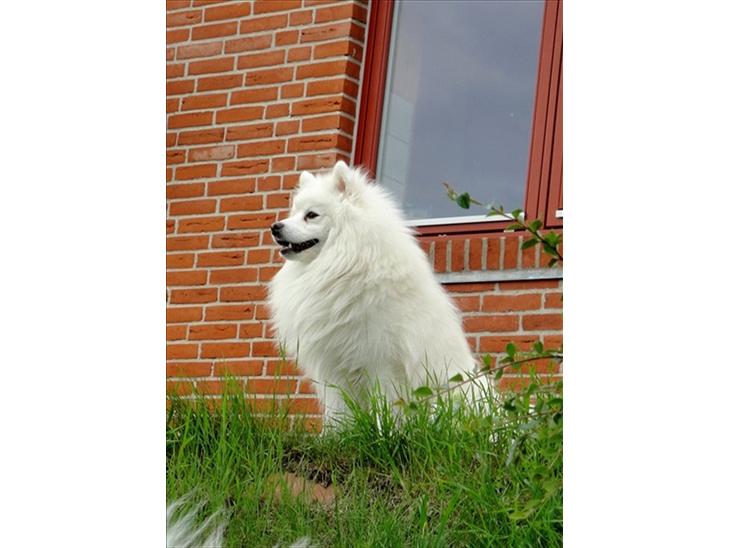 {{currentPhoto.altText}} billede {{currentPhoto.number}}