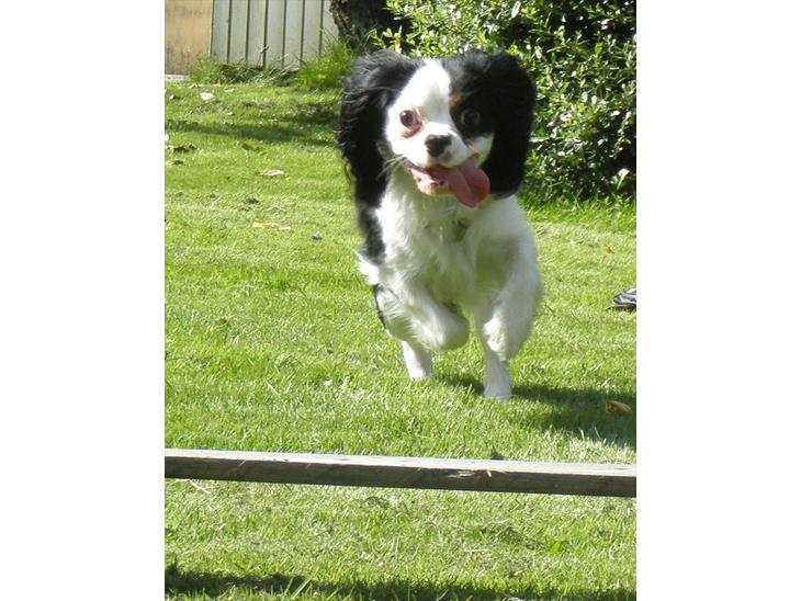 Cavalier king charles spaniel Viggo :D   - Hej jeg hedder Viggo :D
bare kig dig omkring :D

foto: Emma August d. 29-70-11 billede 1