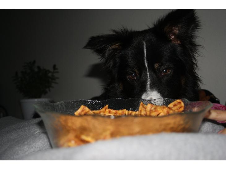 Border collie Satu (Hummelhund) - Må jeg ikke godt få de chips? billede 1