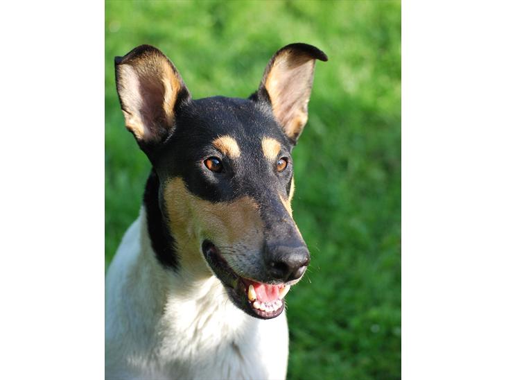 Collie korthåret Kia Himmelhund billede 1