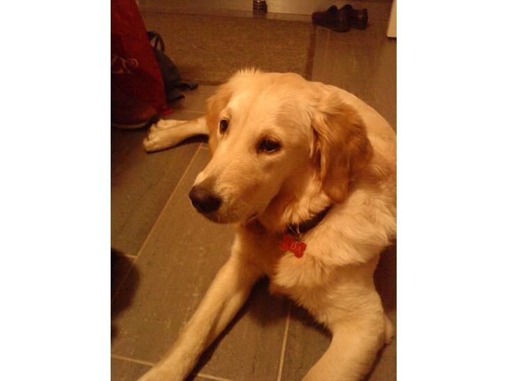 {{currentPhoto.altText}} billede {{currentPhoto.number}}