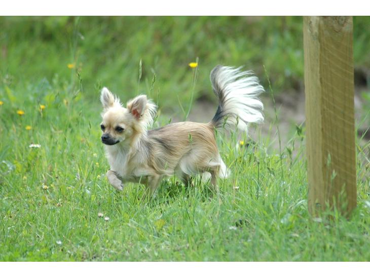 {{currentPhoto.altText}} billede {{currentPhoto.number}}