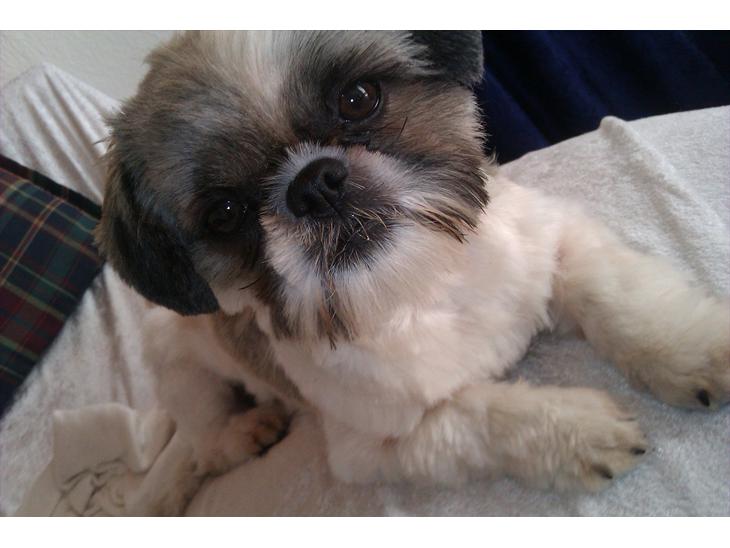 {{currentPhoto.altText}} billede {{currentPhoto.number}}