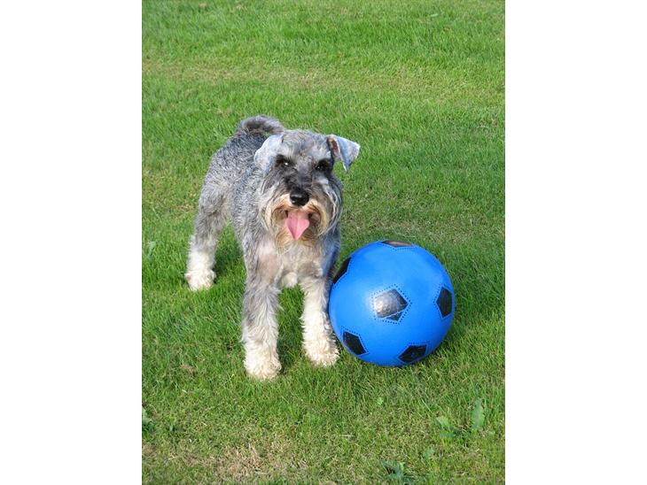 Dvaergschnauzer Ocean Al ( Tjeko ) - 1) Velkommen til Tjeko's profil, smid gerne en kommentar + bedømmelse :)
igen af mine billeder må kopires elller bruges af andre end mig ( d. 2/8 2011 )

 billede 1