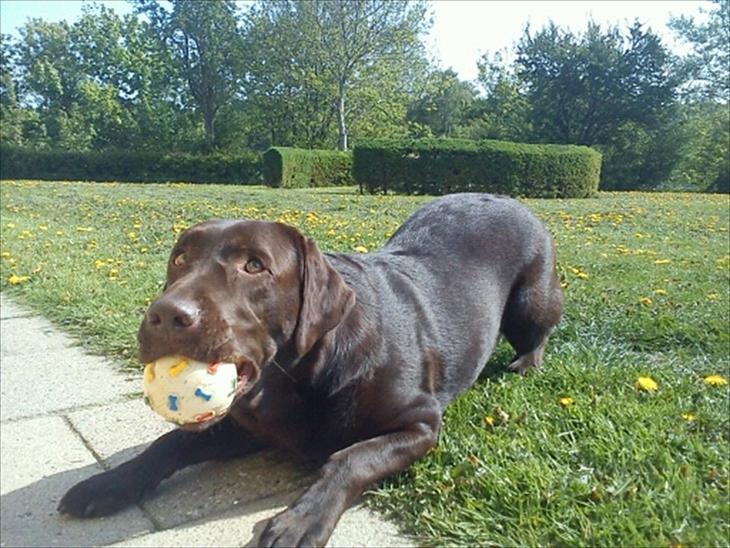 Labrador retriever Tais billede 1