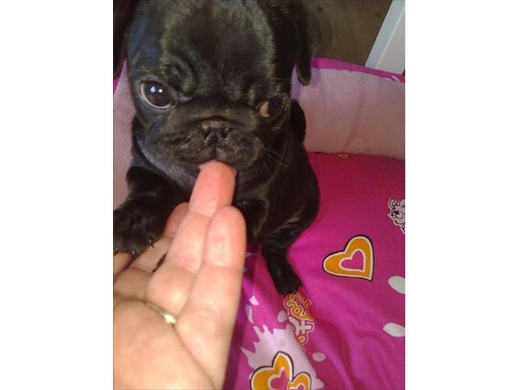 {{currentPhoto.altText}} billede {{currentPhoto.number}}