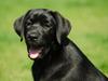 Labrador retriever Labrander Liva (Maggie)