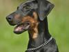 Dobermann Tyson [Tidl. hund]
