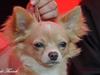 Chihuahua Chiboel's Dancing Joey