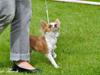 Chihuahua Maslaks Ada