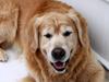 Golden retriever Simba