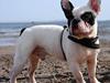 Fransk bulldog Calle [ Himmelhund]
