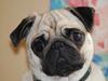 Mops Cleo