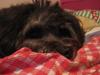 Løwchen Manze<3 solgt [Tidl. hund]