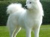 Samojedhund Discos Holly - TIRITH