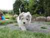 Coton de tulear Balou |Terroristen|