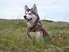 Alaskan malamute Sally