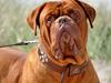 Dogue de bordeaux Rock