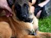 Malinois Boholdt Zappa