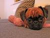 Griffon petit brabancon Basse