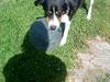 Blanding af racer Sussie ( Dino ) R.I.P [ Himmelhund]