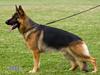 Schæferhund Vitali Zu Den Drei Wieken
