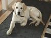 Golden retriever Baloo